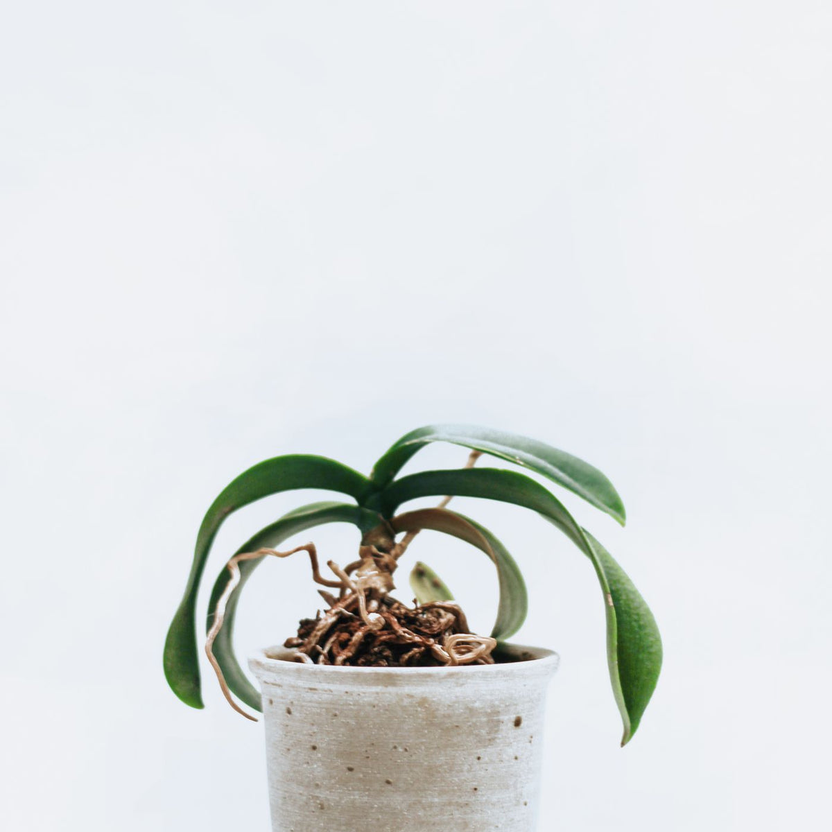 A simple pot with an orchid in it, photographed plainly.