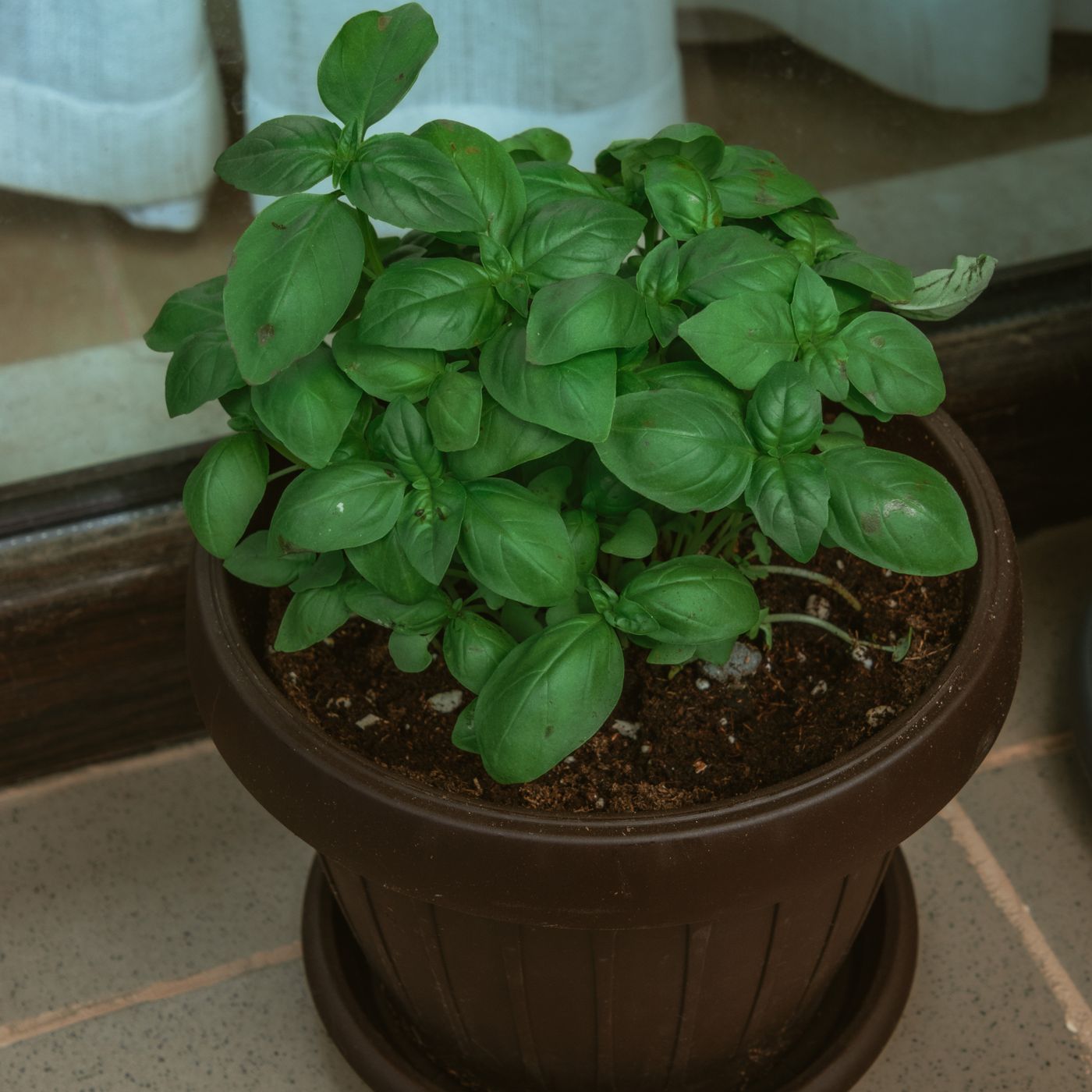 A brown pot with a basil plant in it, photographed close up.