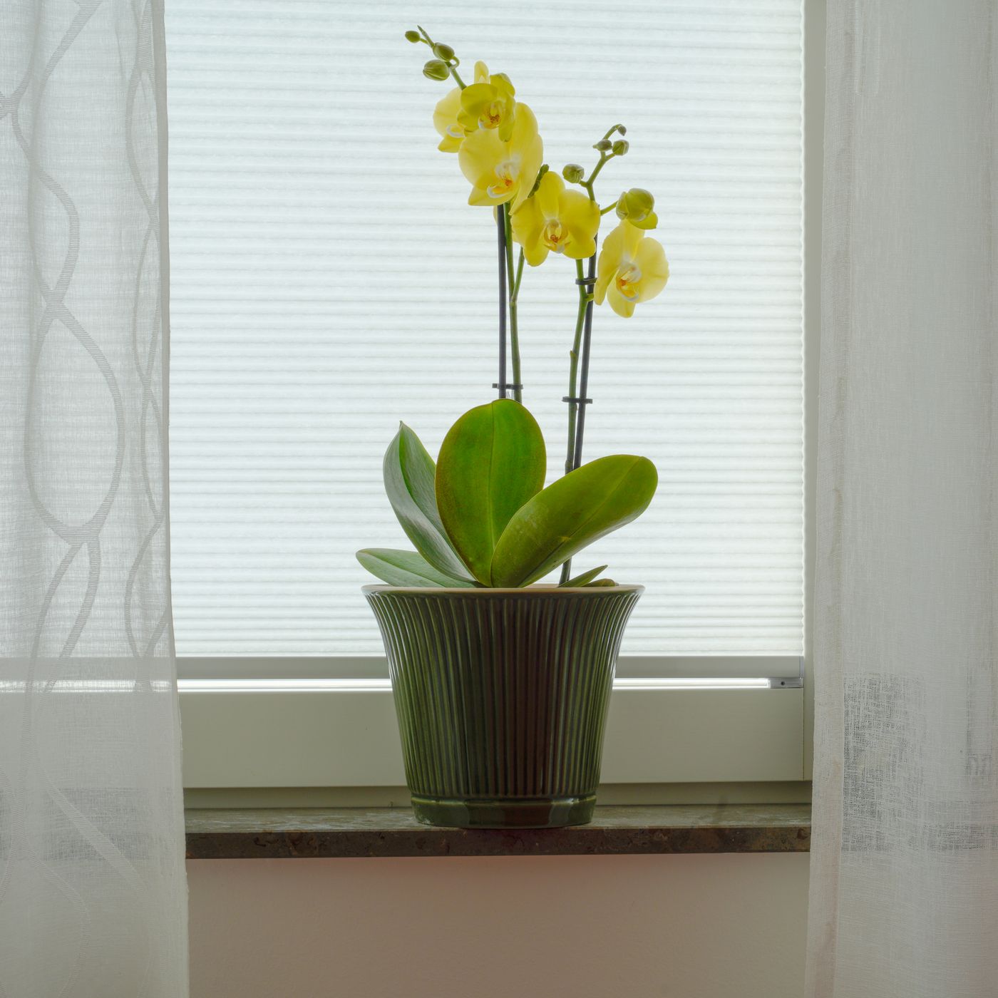 A green pot on a sunlit sill with a yellow orchid growing in it.
